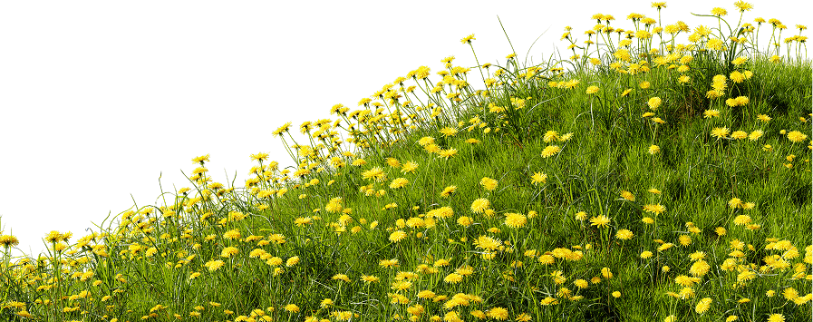 Decoration Image
